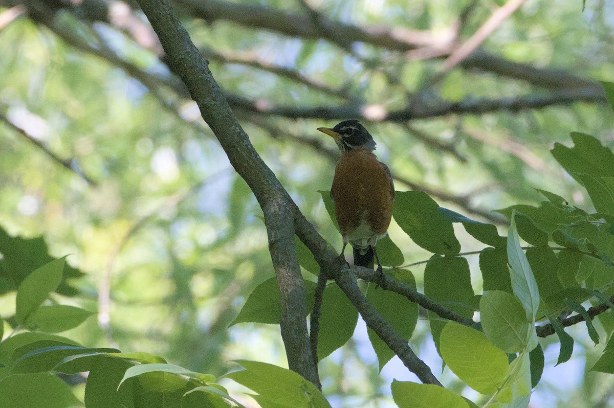 American Robin - ML620462947