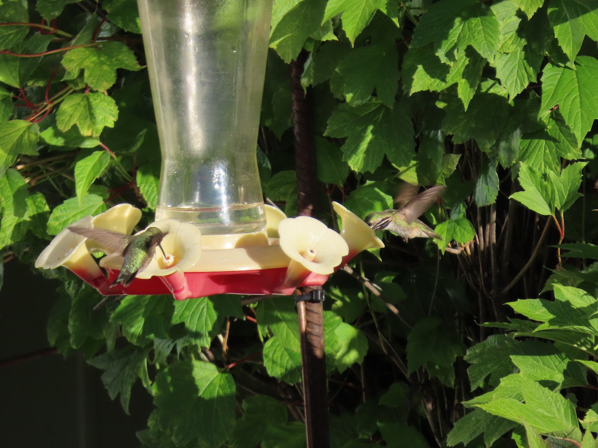 Calliope Hummingbird - ML620462951
