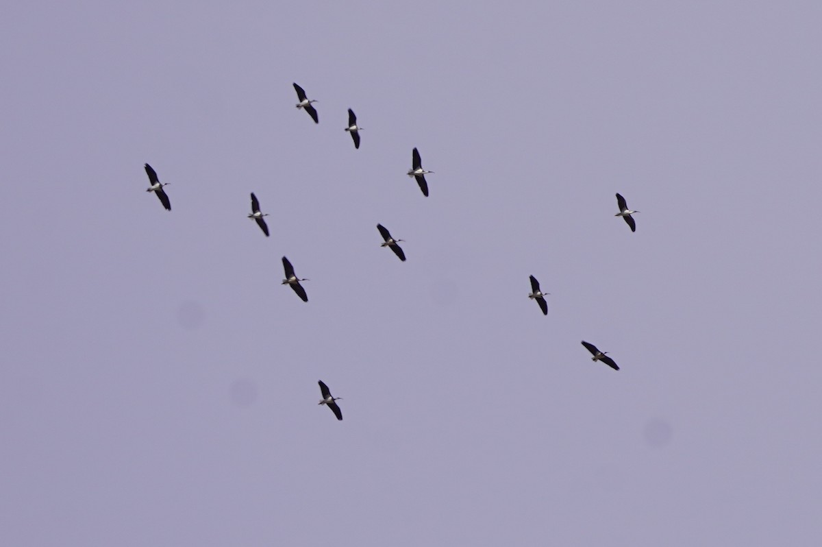 ibis slámokrký - ML620462953