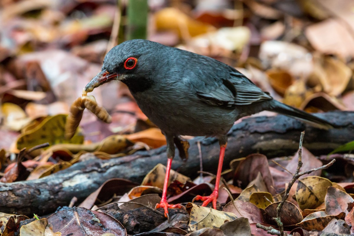 Red-legged Thrush - ML620462954