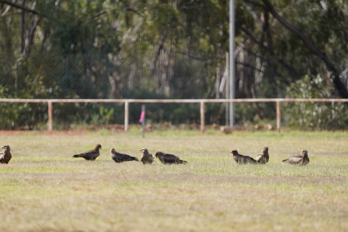 Сохор элээ - ML620462958