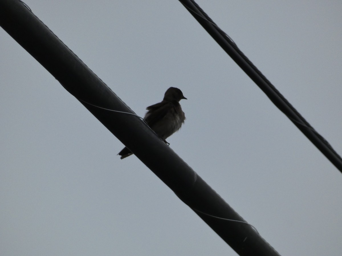 Northern Rough-winged Swallow - ML620462959