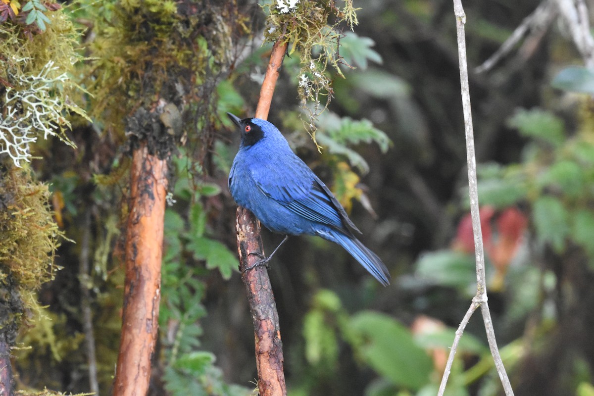 Masked Flowerpiercer - ML620462960