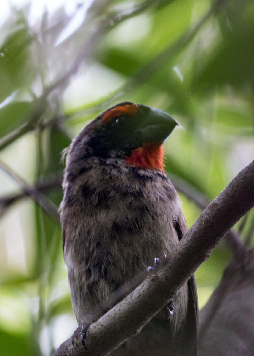 Greater Antillean Bullfinch - ML620462966