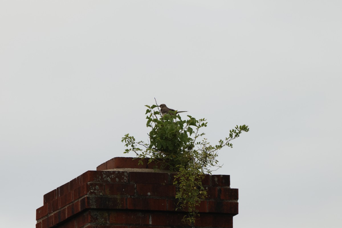 Northern Mockingbird - Joseph Mittura