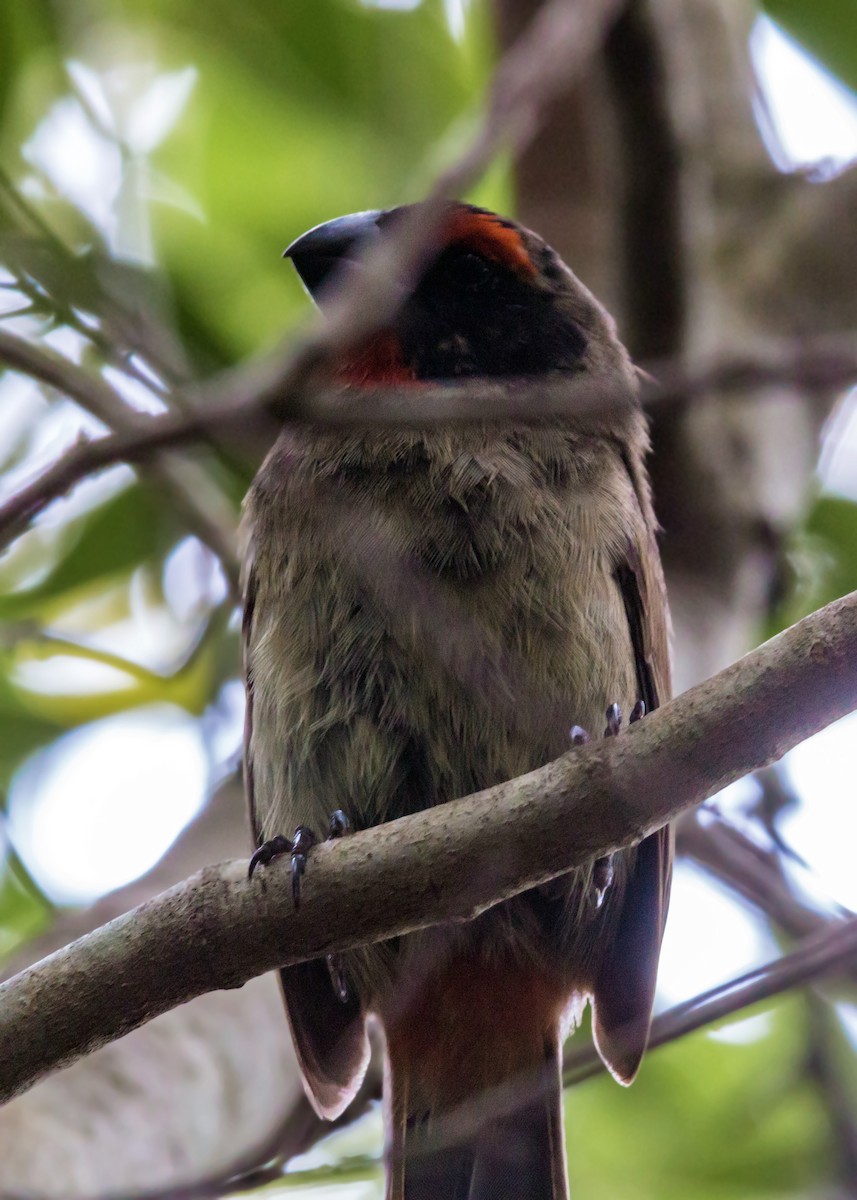 Greater Antillean Bullfinch - ML620462969