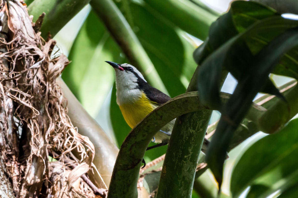 Bananaquit - William Clark