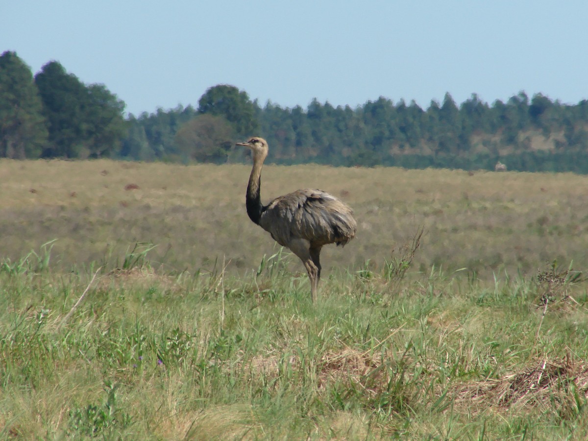 Greater Rhea - ML620462980