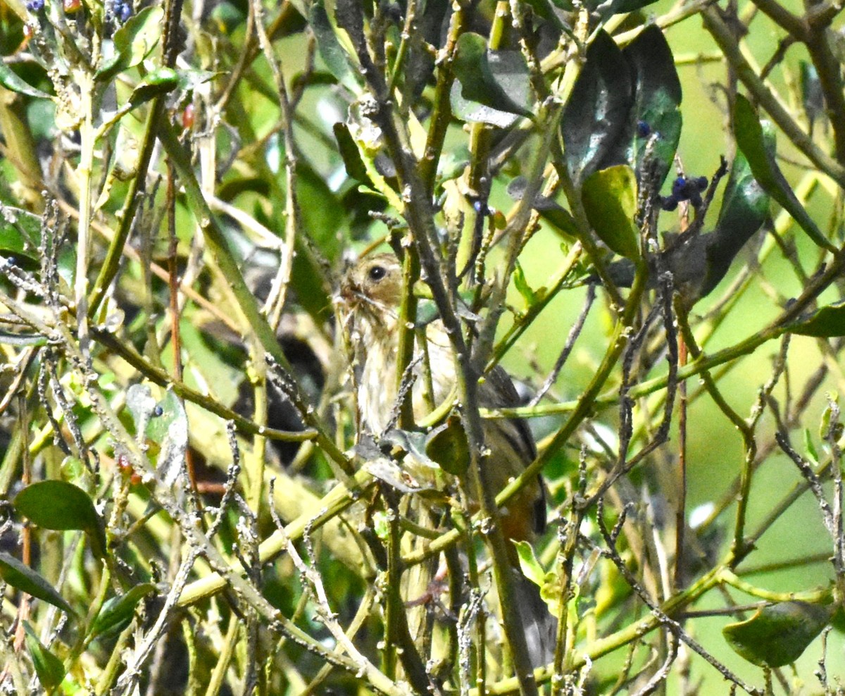 Plain-colored Seedeater - ML620462999