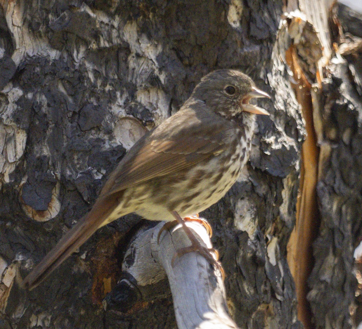 Fox Sparrow - ML620463000