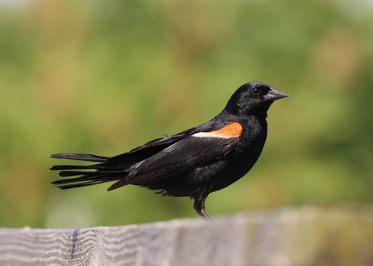 Red-winged Blackbird - ML620463001