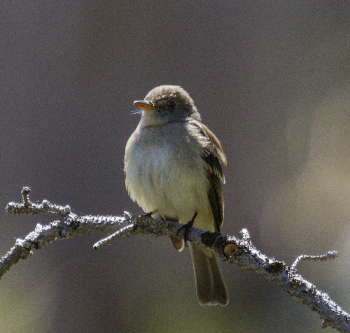 Willow Flycatcher - ML620463004