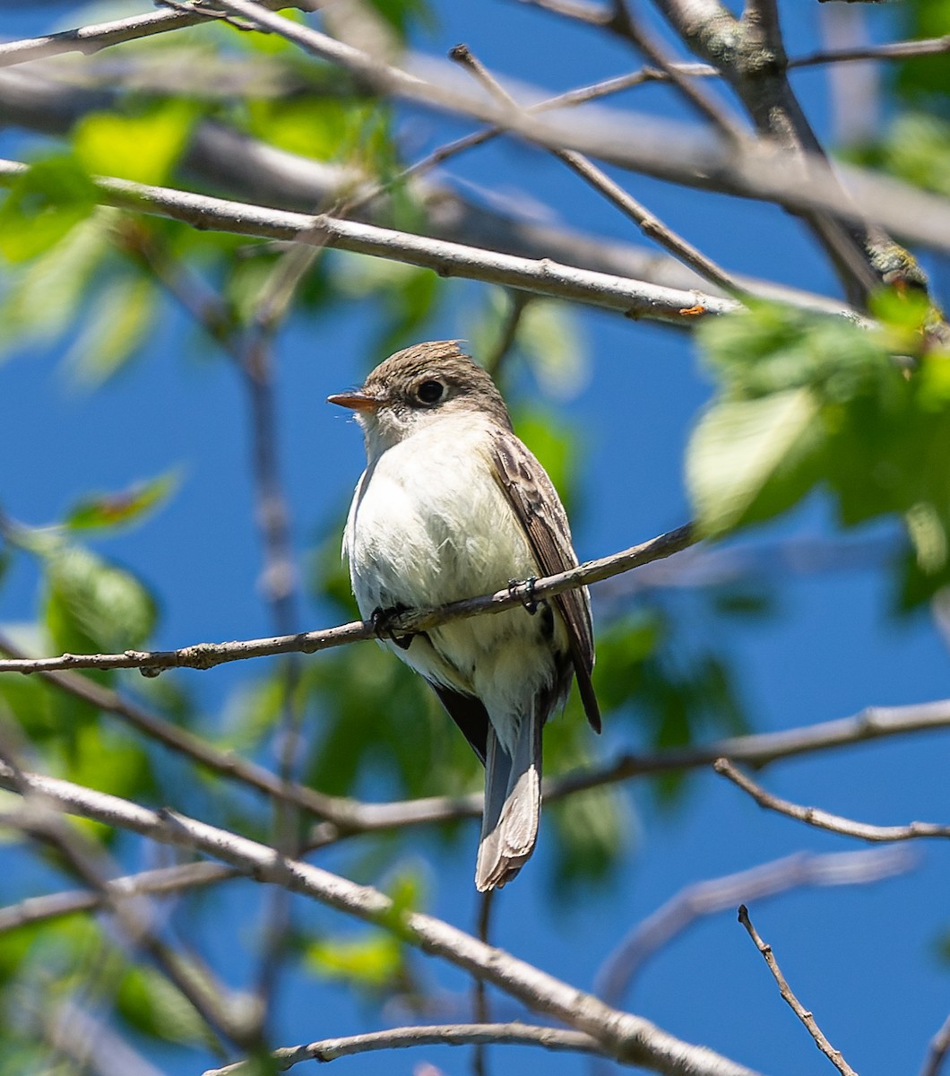 Least Flycatcher - ML620463007