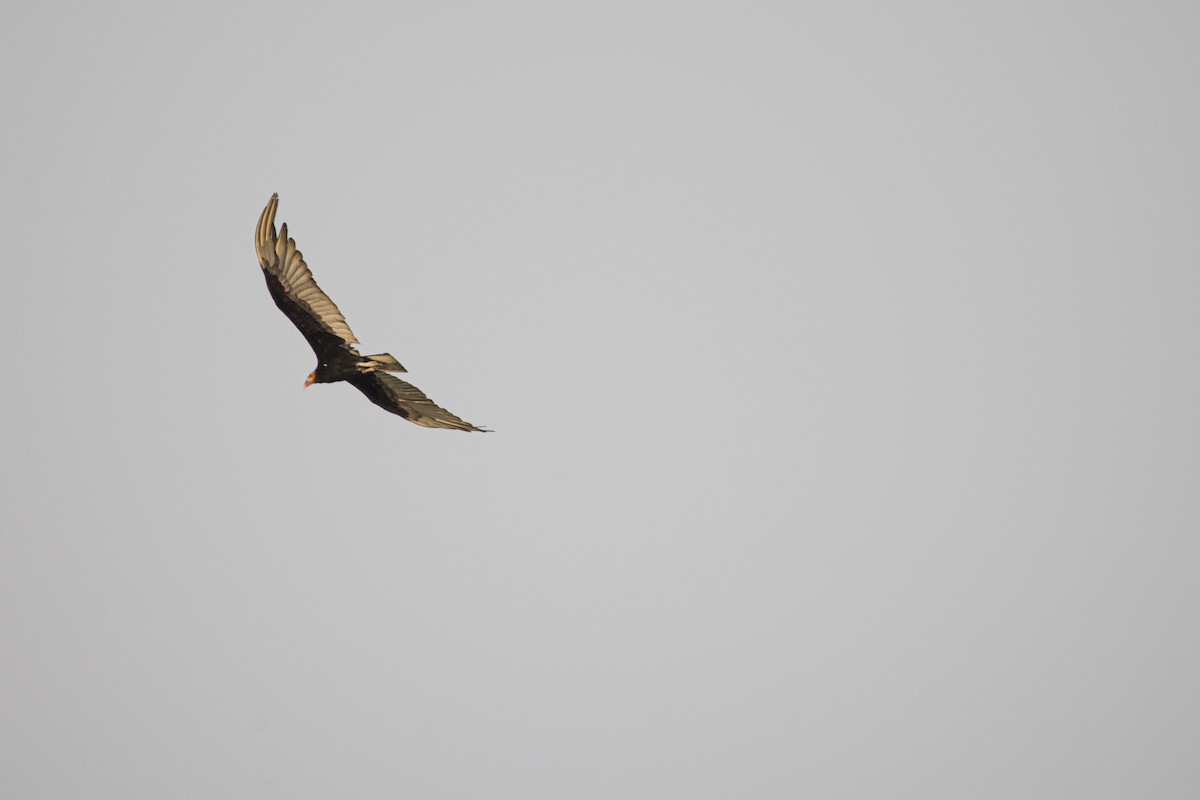 Lesser Yellow-headed Vulture - ML620463009