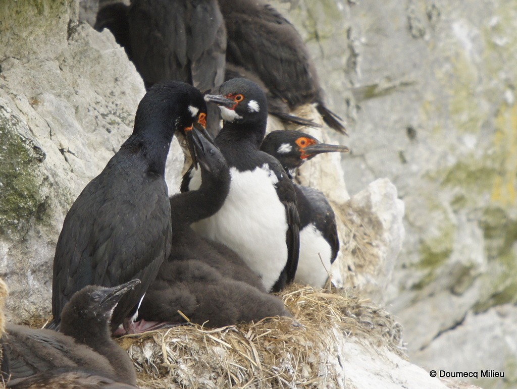 Magellanic Cormorant - ML62046301