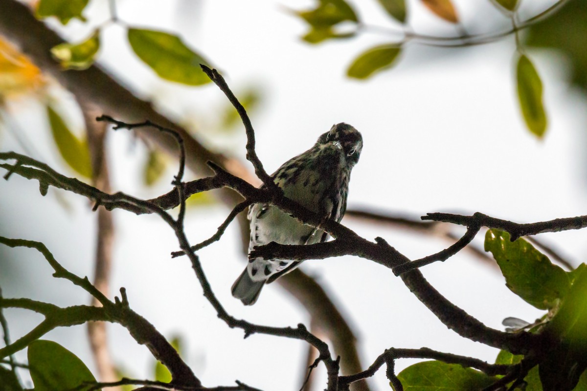 Black-and-white Warbler - ML620463010