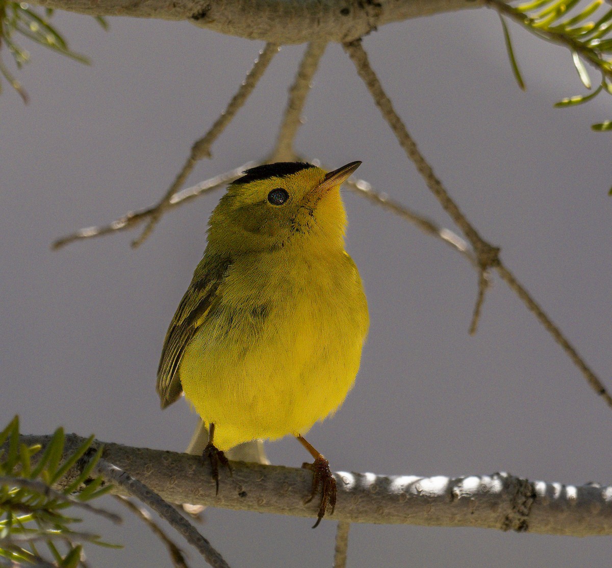 Wilson's Warbler - ML620463011