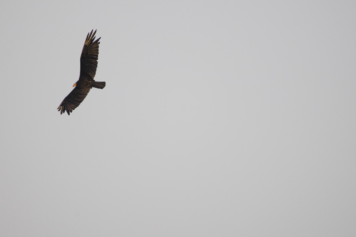 Lesser Yellow-headed Vulture - ML620463012