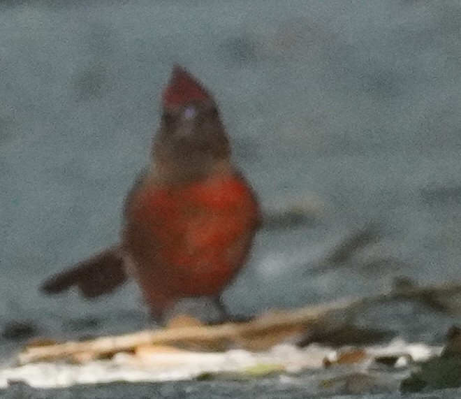 Northern Cardinal - ML620463015