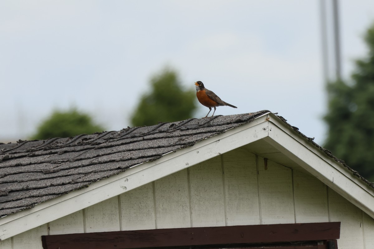 American Robin - ML620463016