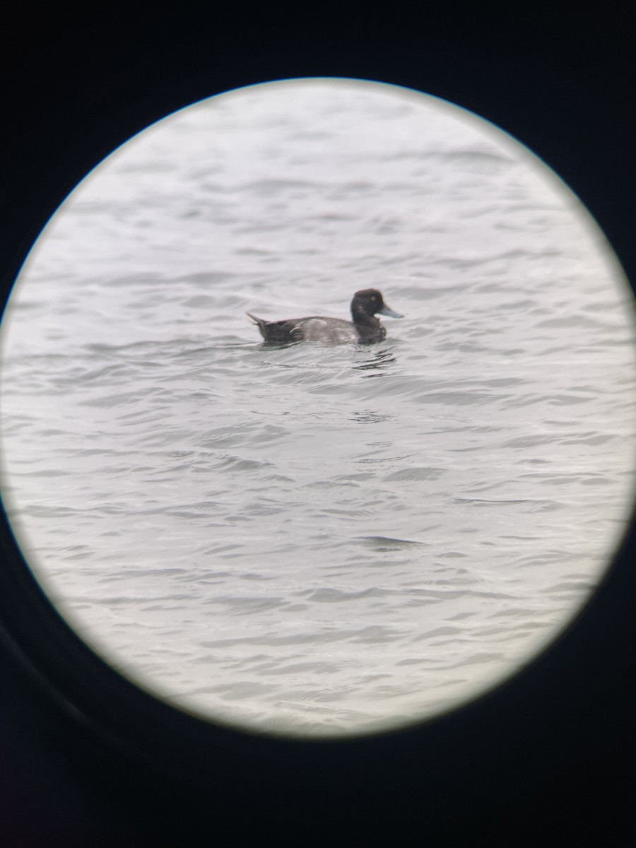 Greater/Lesser Scaup - ML620463021