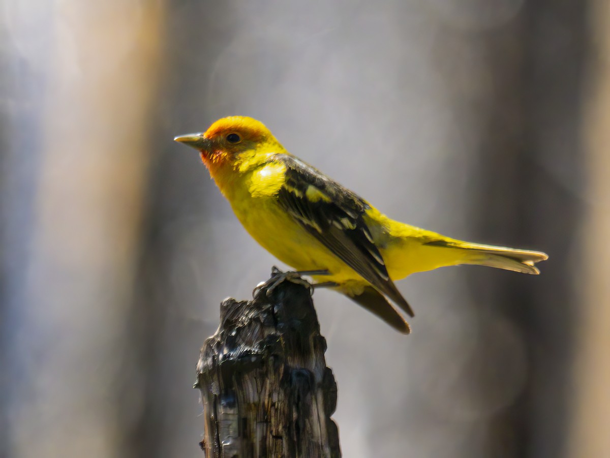 Western Tanager - ML620463023