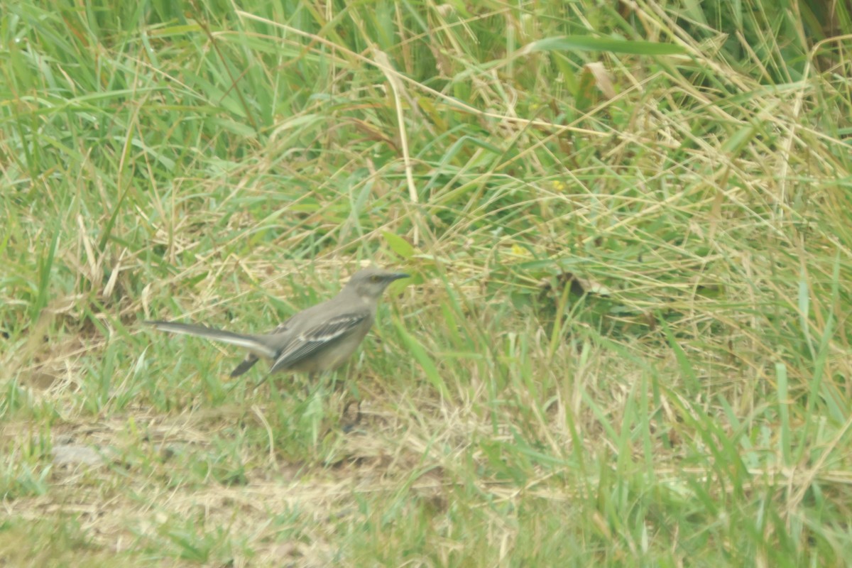 Northern Mockingbird - Joseph Mittura