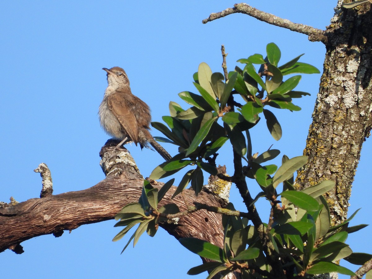 Bewick's Wren - ML620463034