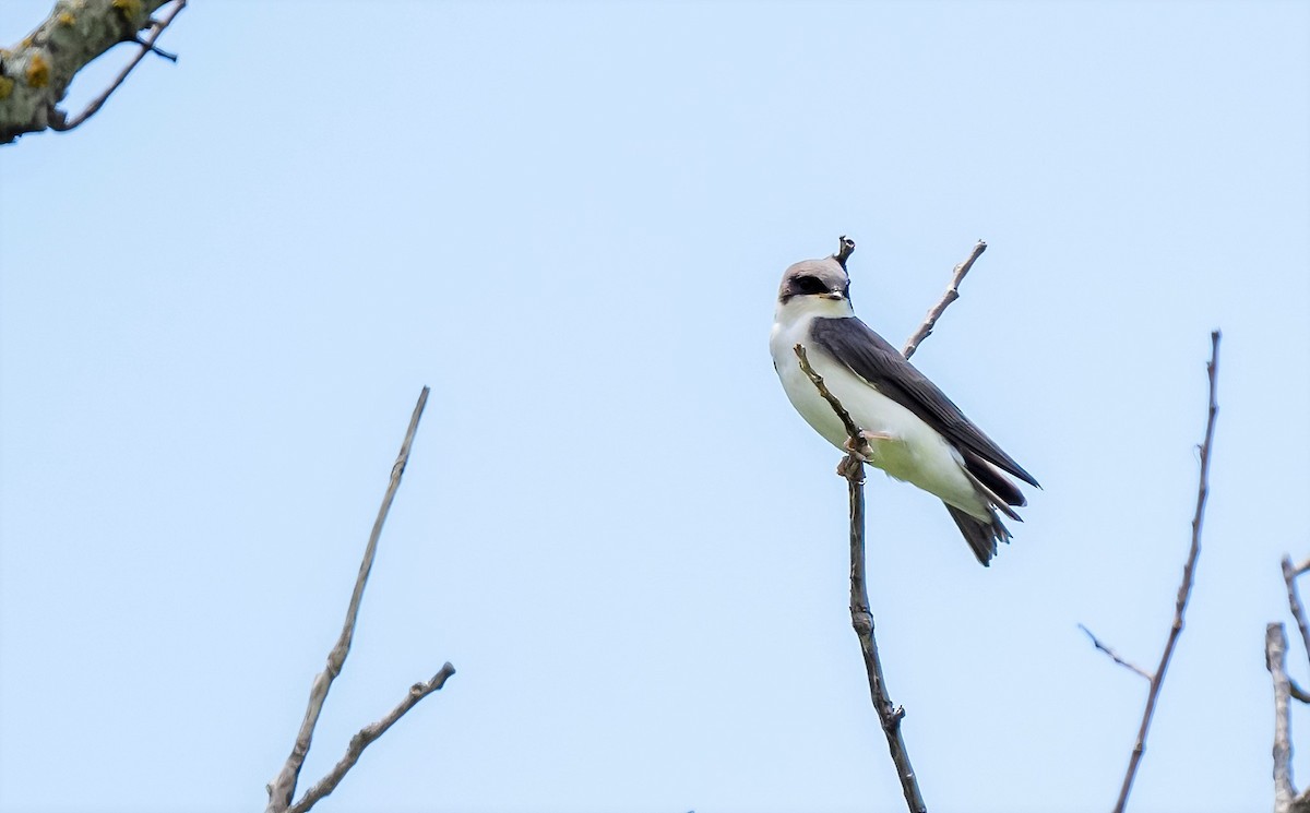 Tree Swallow - ML620463044