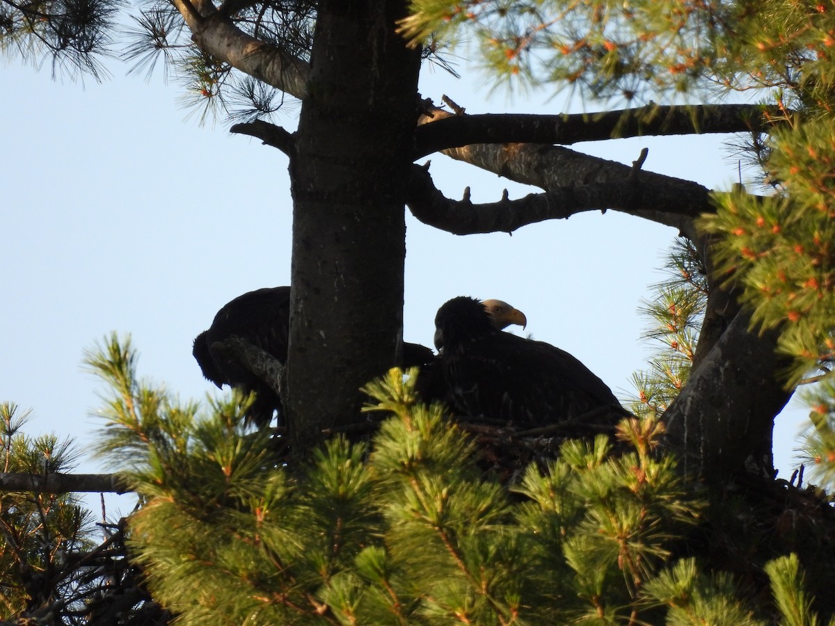 Bald Eagle - ML620463051