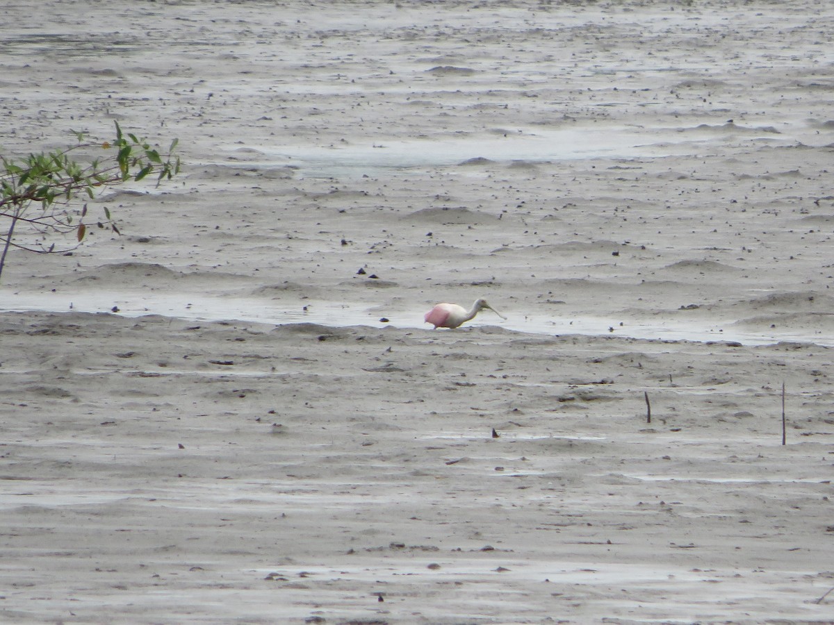 Roseate Spoonbill - Joshimar Navarro