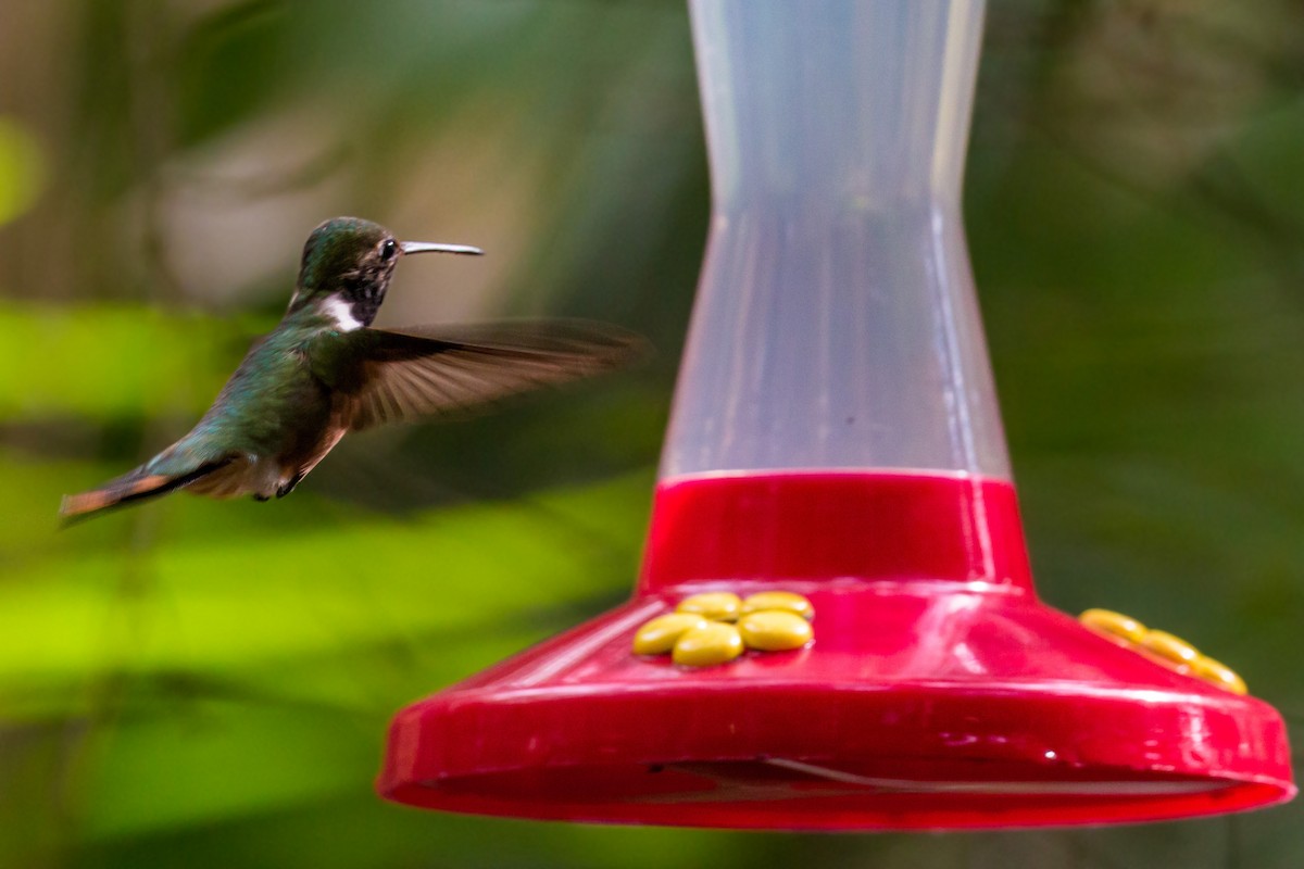 Colibri des Bahamas - ML620463065