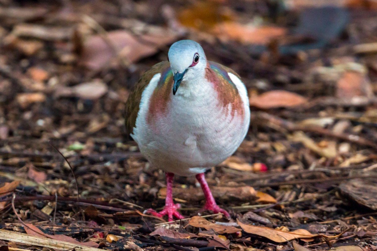 Caribbean Dove - ML620463069