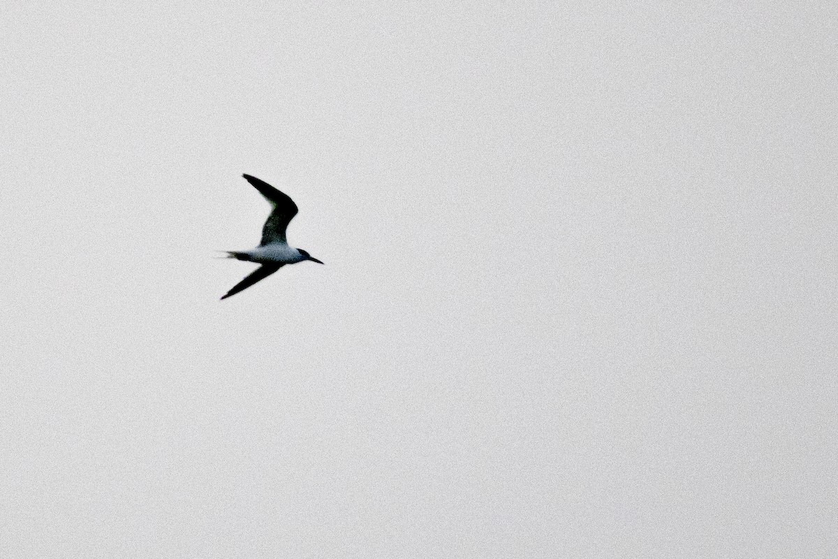 Sooty Tern - ML620463092