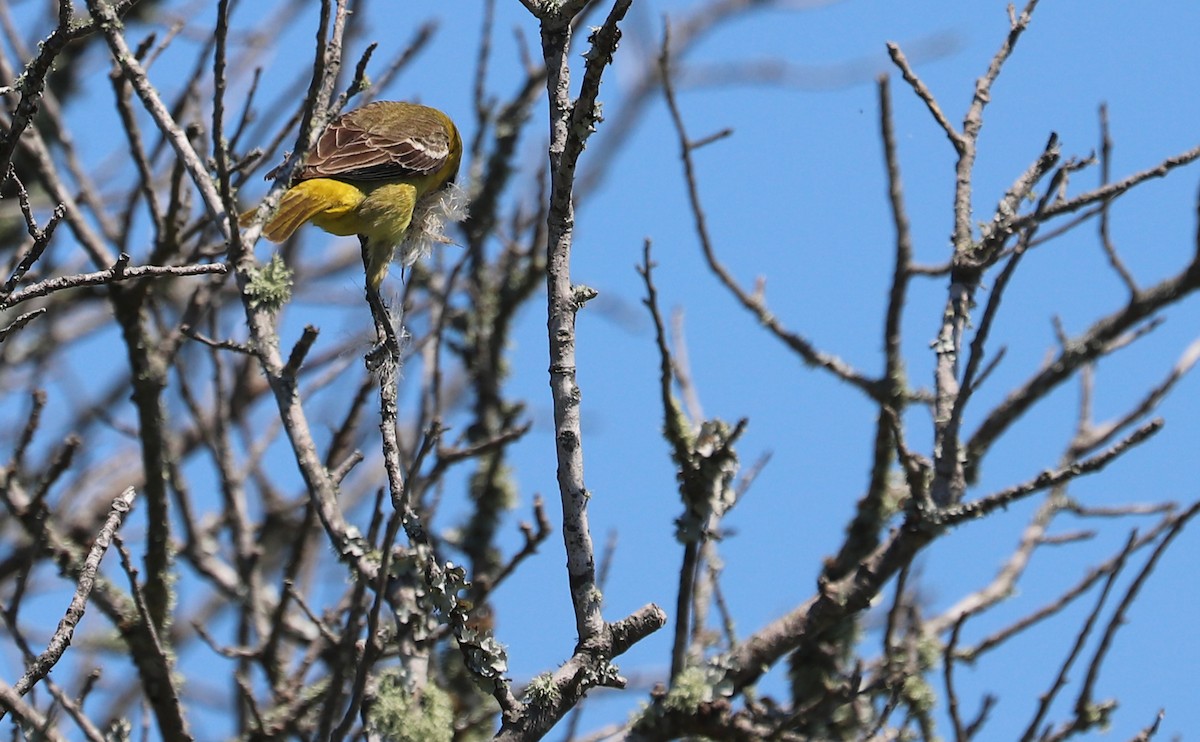 Orchard Oriole - ML620463097