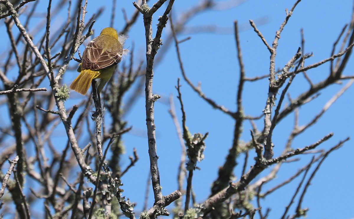 Orchard Oriole - ML620463106