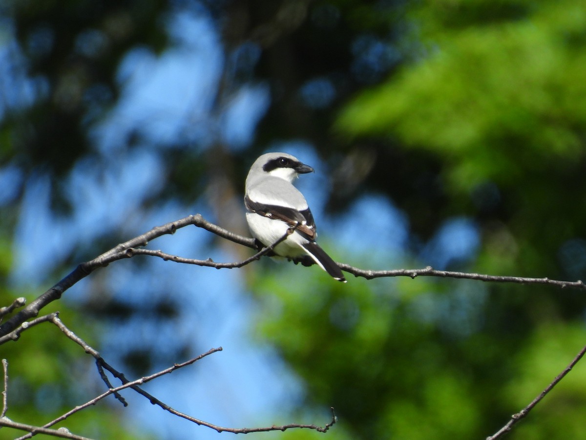 Loggerhead Shrike - ML620463108