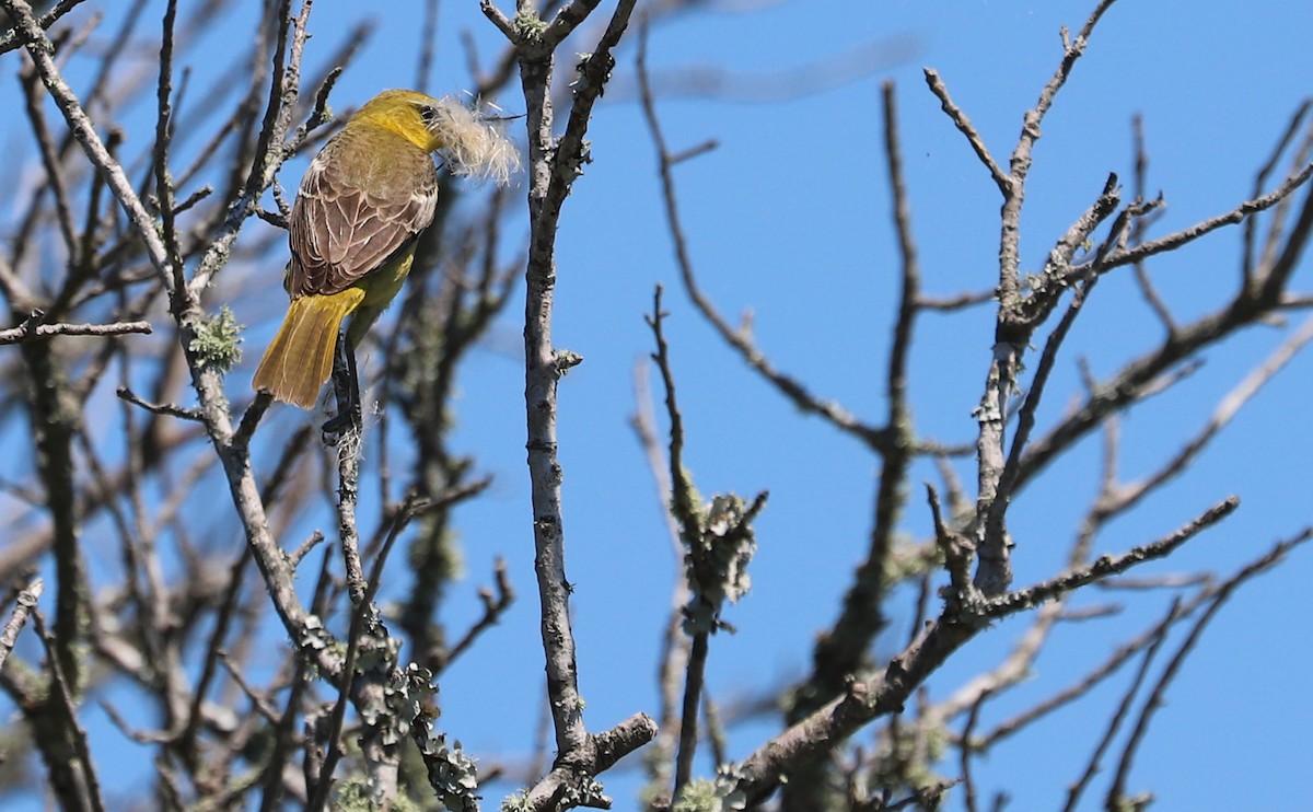 Orchard Oriole - ML620463114