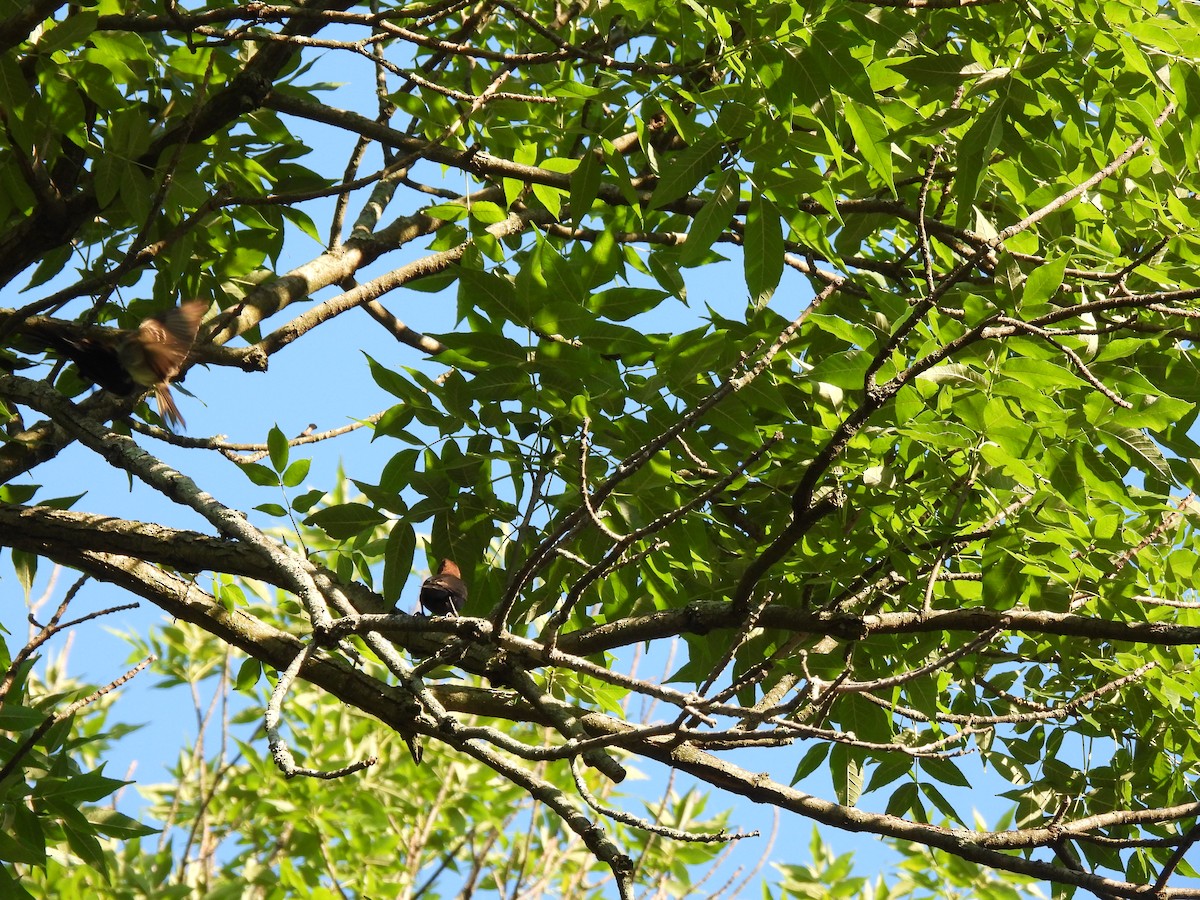 Eastern Wood-Pewee - ML620463122