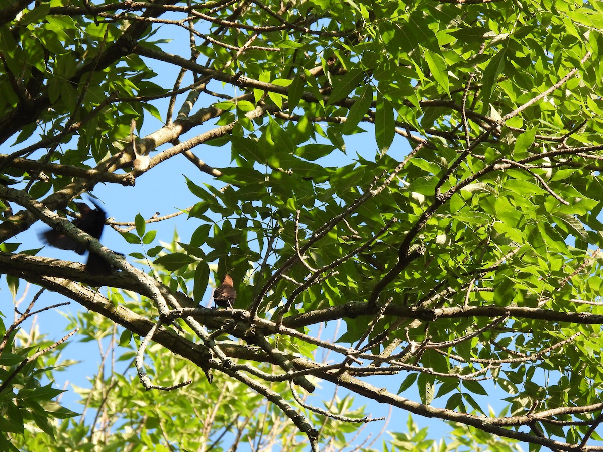 Eastern Wood-Pewee - ML620463123