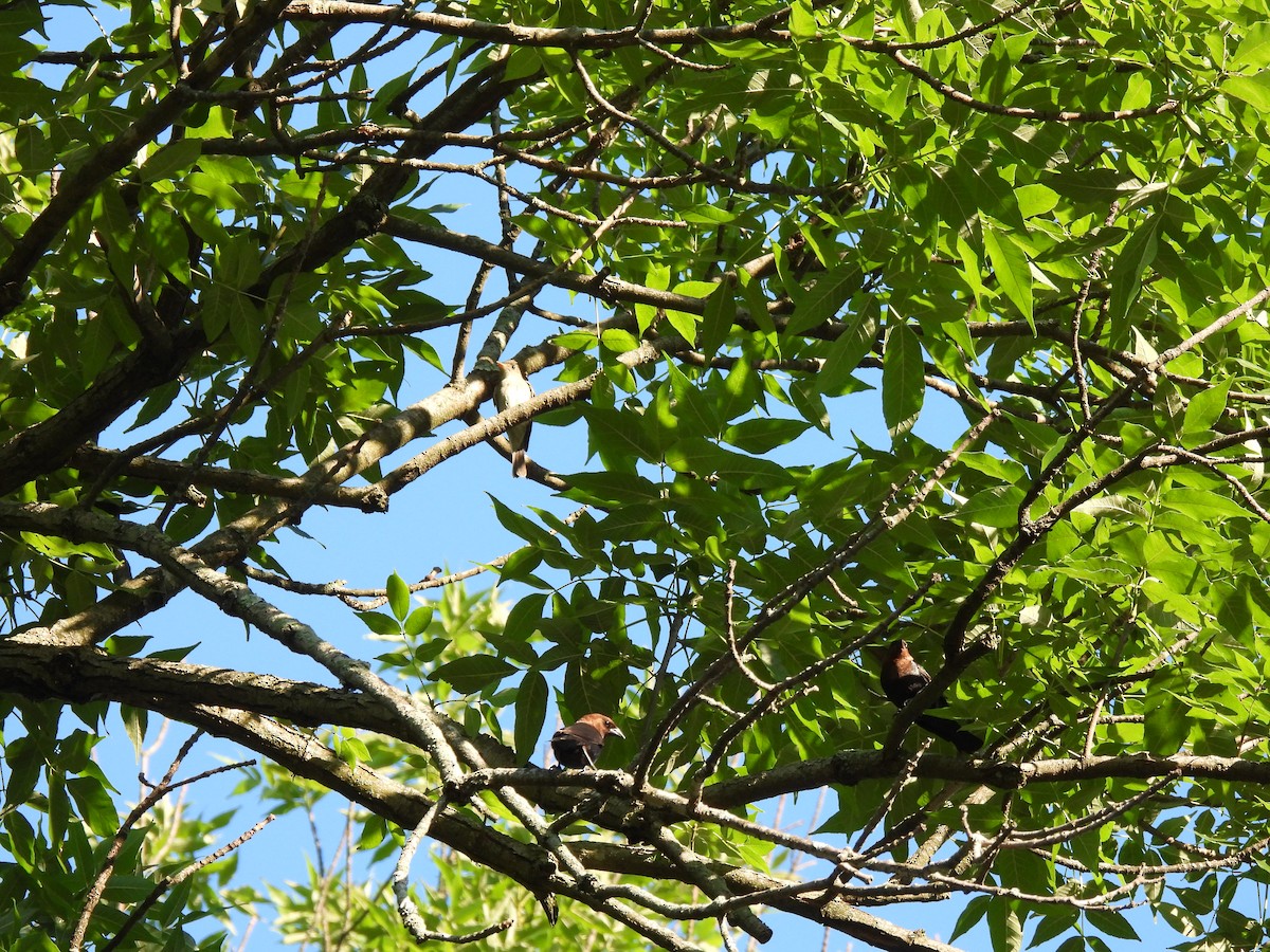 Eastern Wood-Pewee - ML620463124