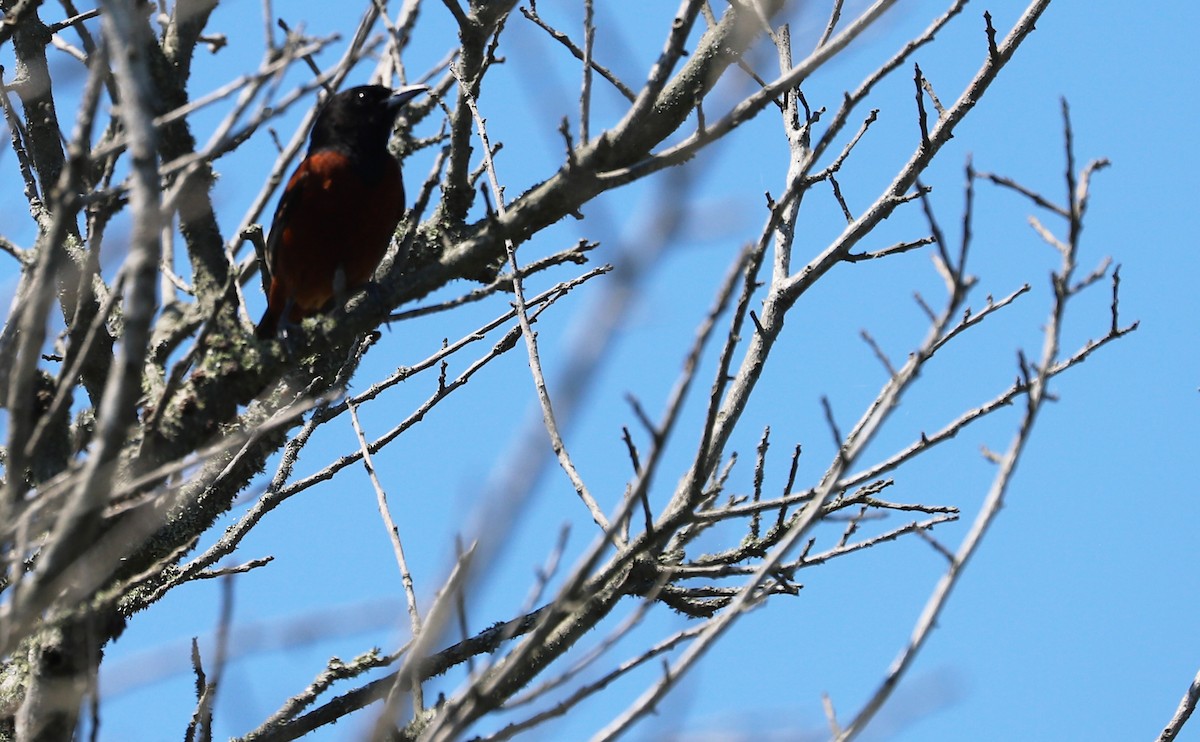 Orchard Oriole - ML620463125