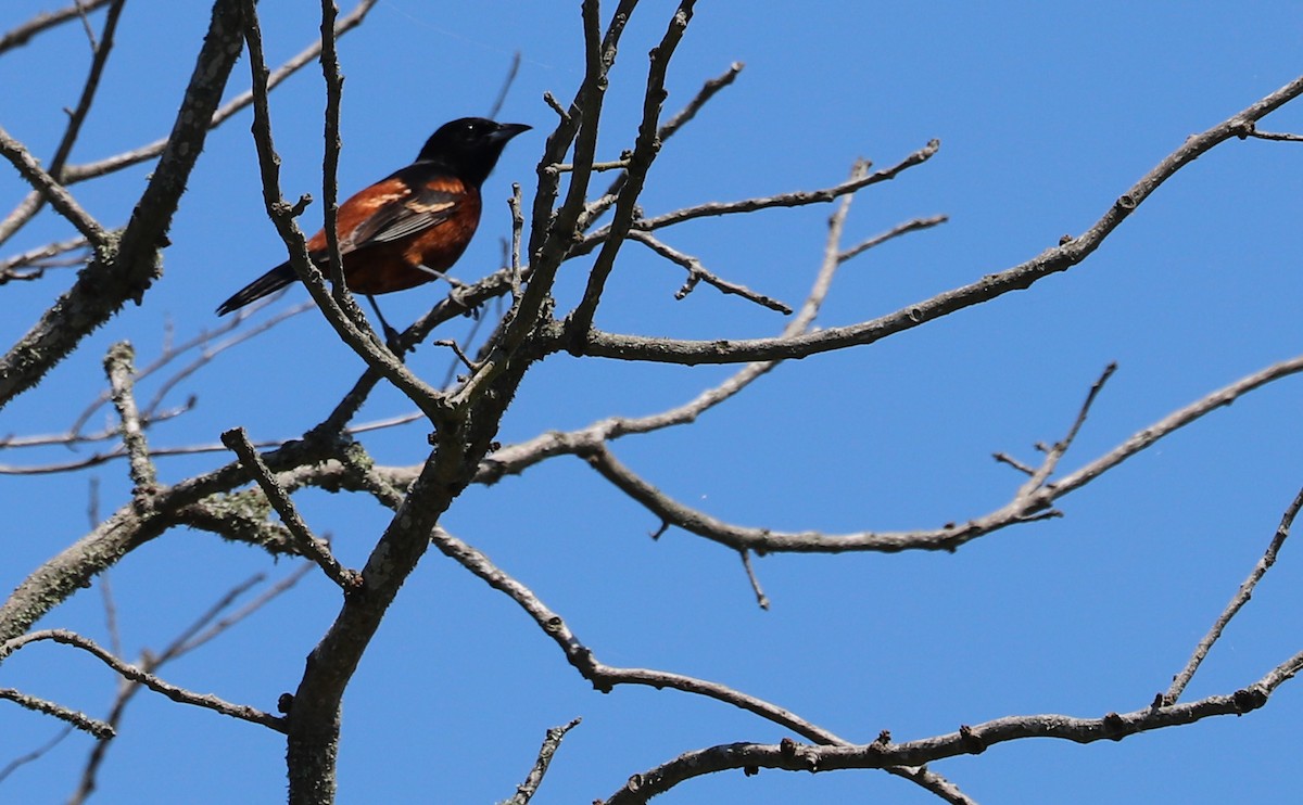 Orchard Oriole - ML620463136