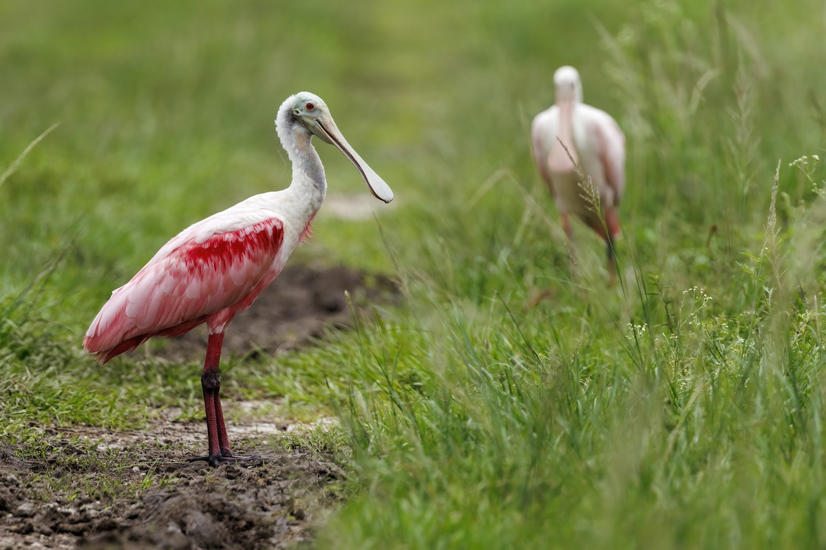 Roseate Spoonbill - ML620463148