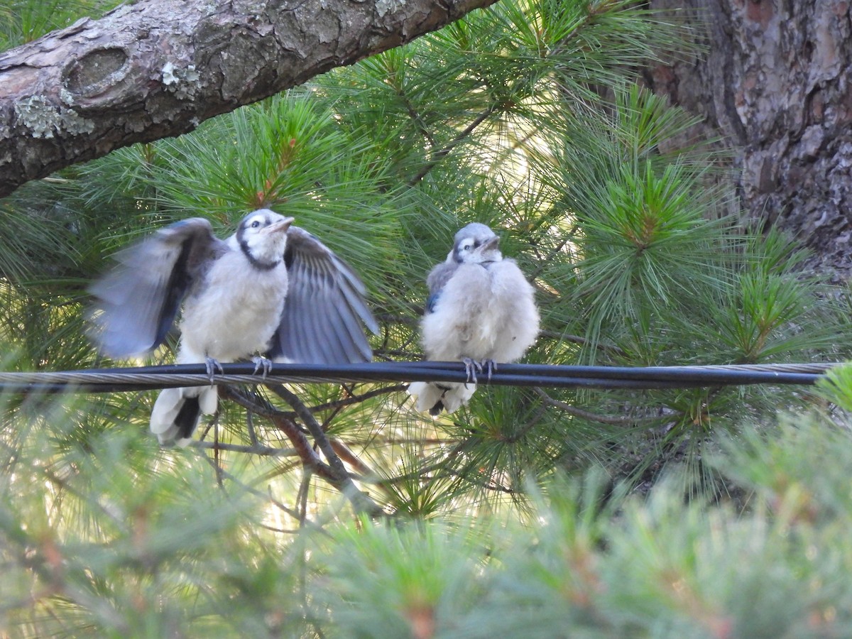 Blue Jay - ML620463160