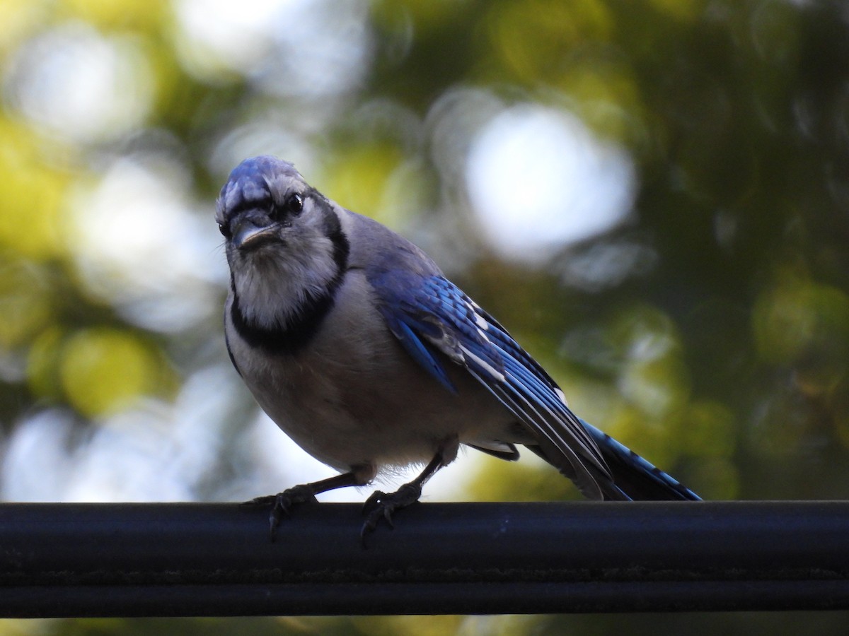 Blue Jay - ML620463162