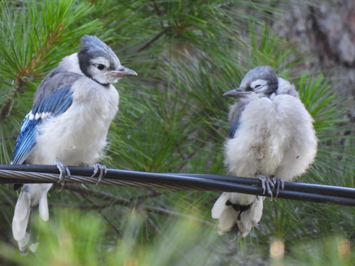 Blue Jay - ML620463163