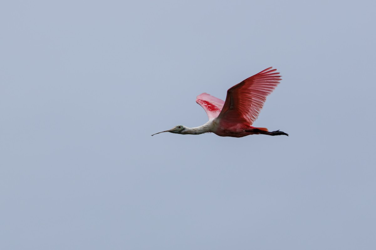 Roseate Spoonbill - ML620463165