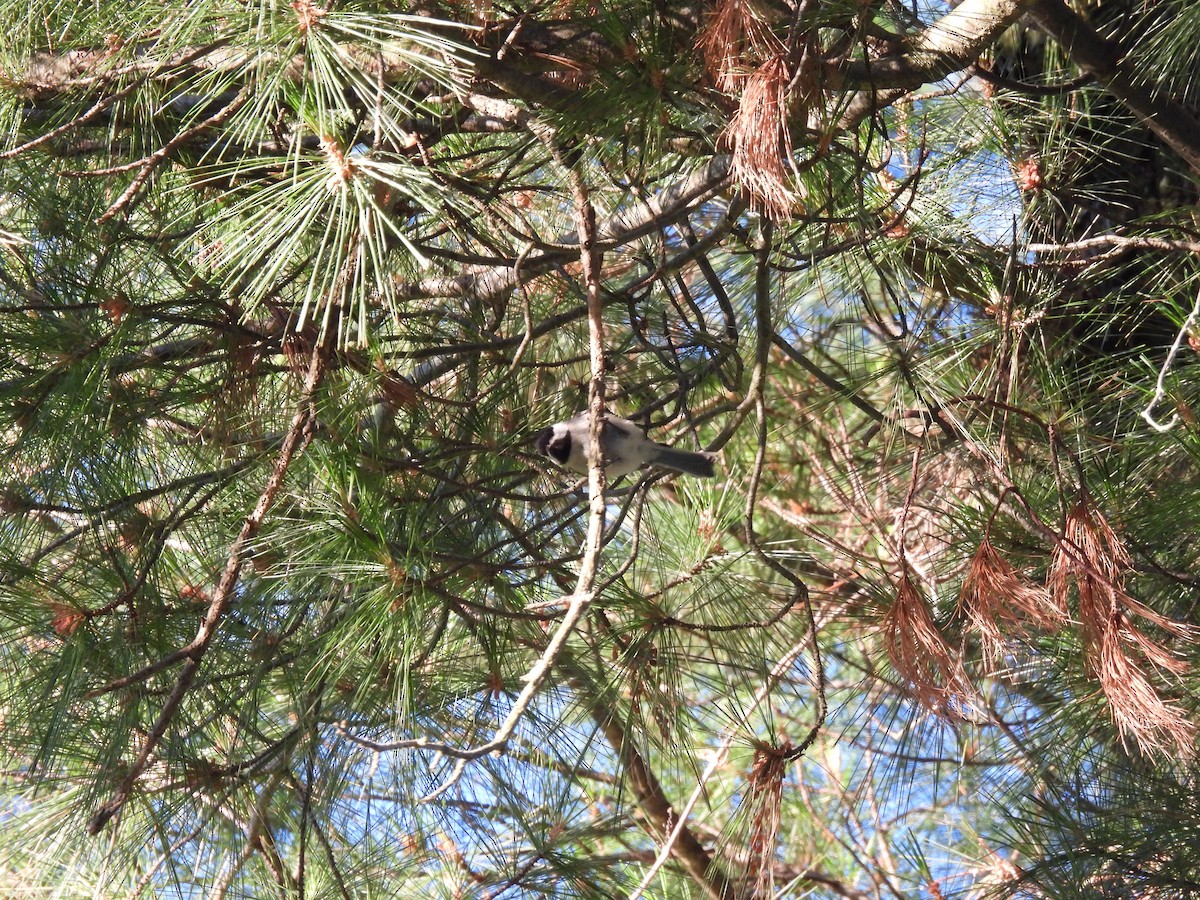 Carolina Chickadee - ML620463173