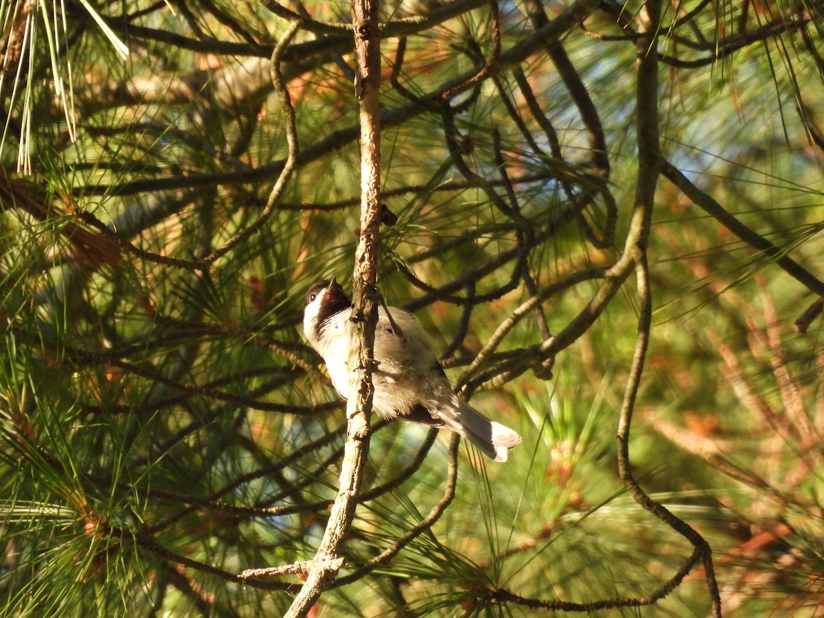 Carolina Chickadee - ML620463174